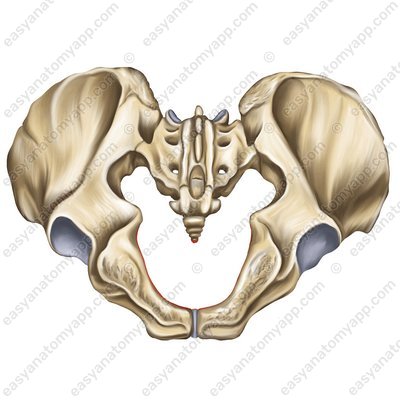 Нижняя апертура таза (apertura pelvis inferior)