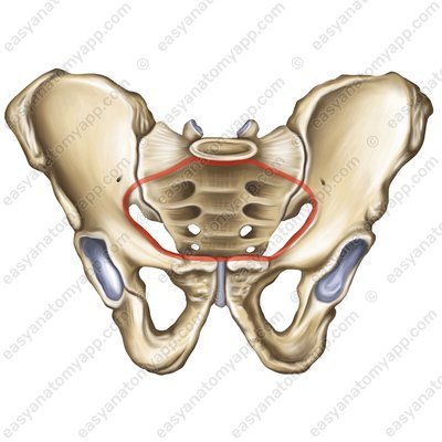 Верхняя апертура таза (apertura pelvis superior); пограничная линия (linea terminalis).