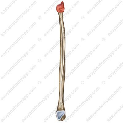Головка малоберцовой кости (caput fibulae)