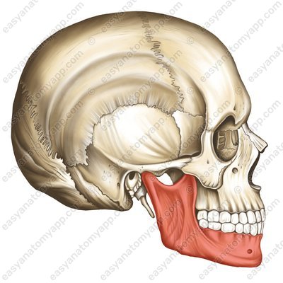 Нижняя челюсть (mandibula)