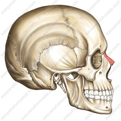 Носовая кость (os nasale)