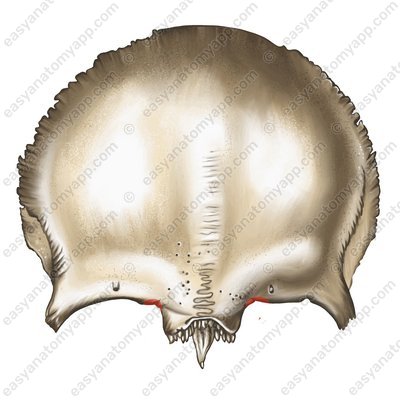 Лобная вырезка (incisura frontalis)
