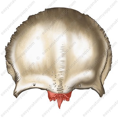 Носовая часть (pars nasalis)