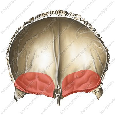 Глазничная часть (pars orbitalis)