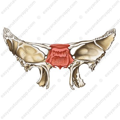 Тело клиновидной кости (corpus ossis sphenoidalis)