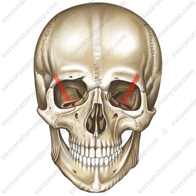 Нижняя глазничная щель (fissurа orbitalis inferior)