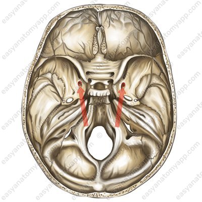 Круглое отверстие (foramen rotundum)