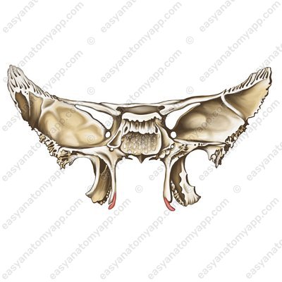 Крыловидный крючок (hamulus pterygoideus)