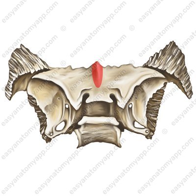 Клиновидное возвышение (jugum sphenoidale)