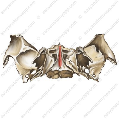 Клиновидный клюв (rostrum sphenoidale)