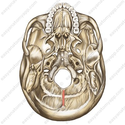 Наружный затылочный гребень (crista occipitalis externa)