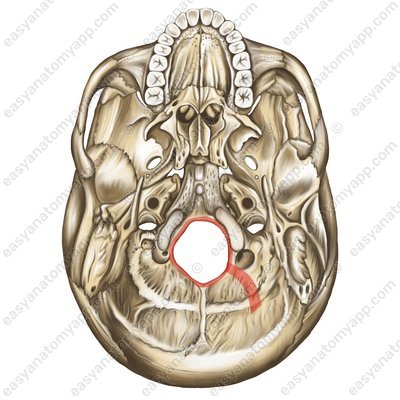 Большое затылочное отверстие (foramen occipitale magnum)