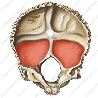 Мозжечковая ямка (fossa cerebellaris)