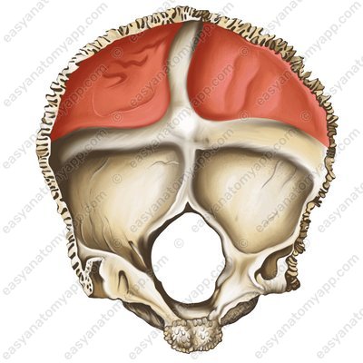 Мозговая ямка (fossa cerebralis)