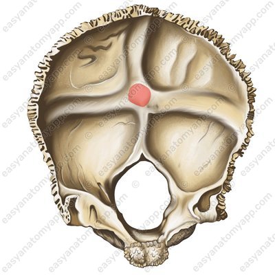 Внутренний затылочный выступ (protuberantia occipitalis interna)