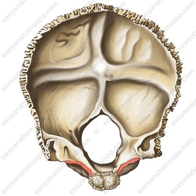 Борозда нижнего каменистого синуса (sulcus sinus petrosi inferioris)