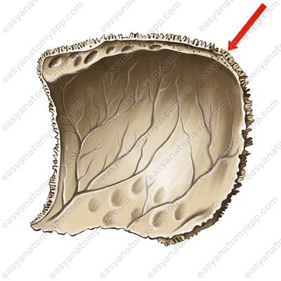Затылочный угол (angulus occipitalis)