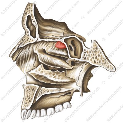 Наивысшая носовая раковина (concha nasalis suprema)