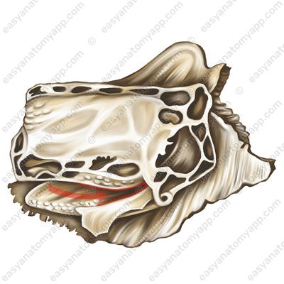 Полулунная расщелина (hiatus semilunaris)