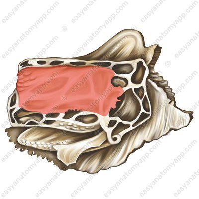 Глазничная пластинка (lamina orbitalis)