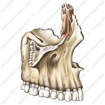 Передний слезный гребень (crista lacrimalis anterior)