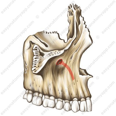 Подглазничное отверстие (foramen infraorbitale)