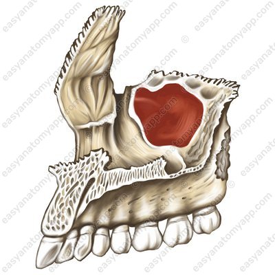 Верхнечелюстная (гайморова) пазуха (sinus maxillaris)