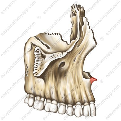 Передняя носовая ость (spina nasalis anterior)