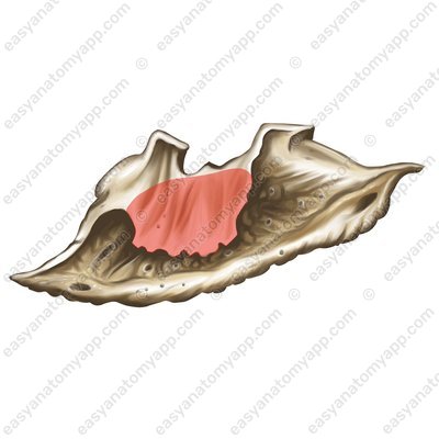 Верхнечелюстной отросток (processus maxillaris)