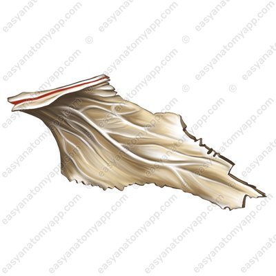Борозда сошника (sulcus vomeris)
