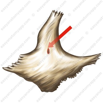 Скулолицевое отверстие (foramen zygomaticofaciale)