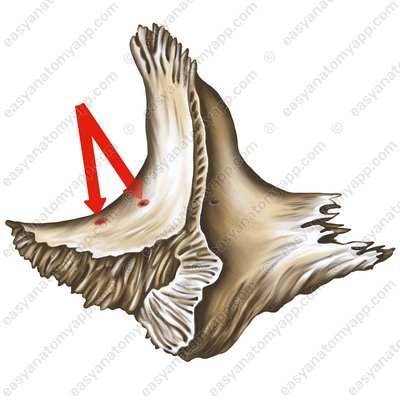 Скулоглазничное отверстие (foramen zygomaticoorbitale)