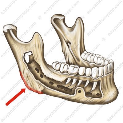 Угол нижней челюсти (angulus mandibulae)