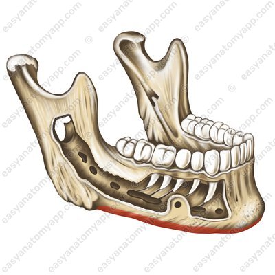 Основание нижней челюсти (basis mandibulae)