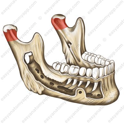 Шейка нижней челюсти (collum mandibulae)