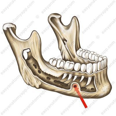 Подбородочное отверстие (foramen mentale)