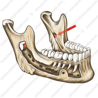 Язычок нижней челюсти (lingula mandibulae)