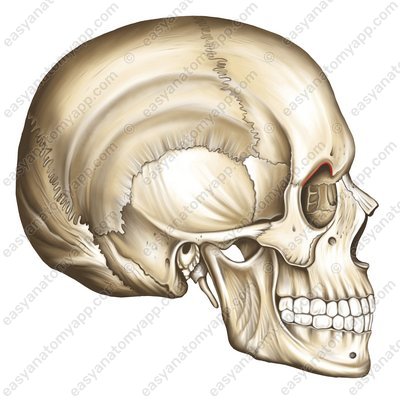 Надглазничный край лобной кости (margo supraorbitalis)