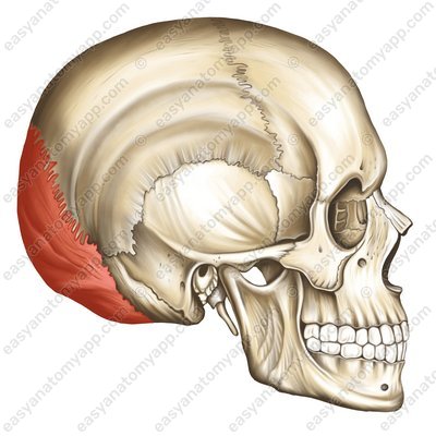 Чешуя затылочной кости (squama occipitalis)