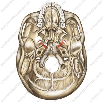 Овальное отверстие (foramen ovale)
