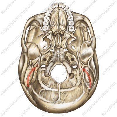Шилососцевидное отверстие (foramen stylomastoideum)