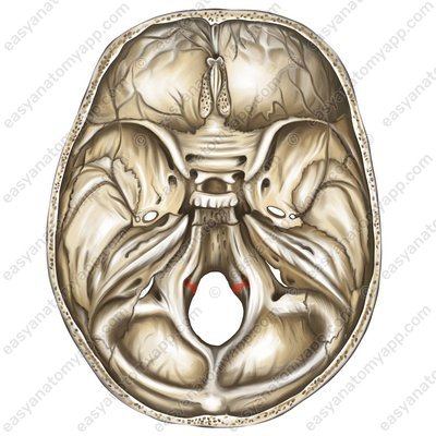 Канал подъязычного нерва (canalis nervi hypoglossi)