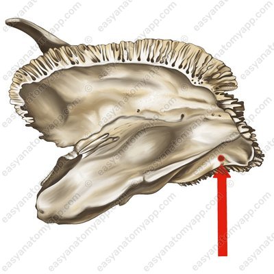 Сосцевидное отверстие (foramen mastoideum)