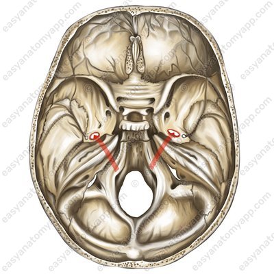 Овальное отверстие (foramen ovale)