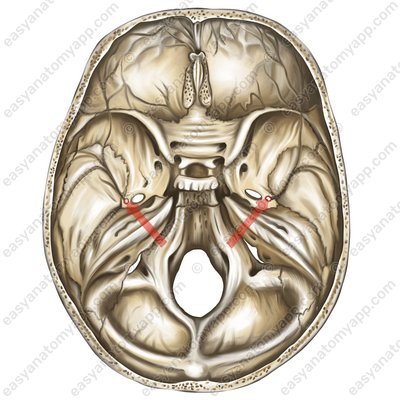 Остистое отверстие (foramen spinosum)