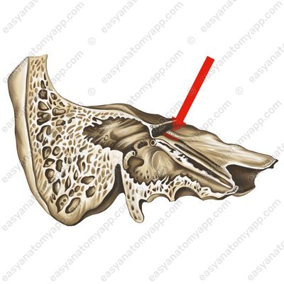 Расщелина канала большого каменистого нерва (hiatus canalis nervi petrosi majoris)