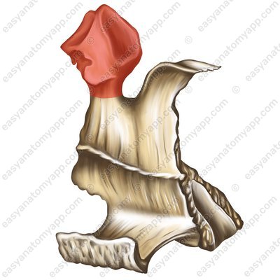 Глазничный отросток нёбной кости (processus orbitalis ossis palatini)
