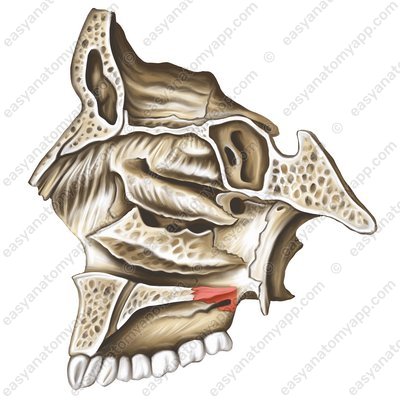 Горизонтальная пластинка нёбной кости (lamina horyzontalis ossis palatini)