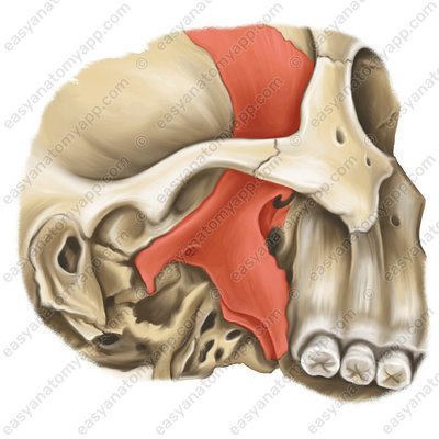 Клиновидная кость (os sphenoidale)