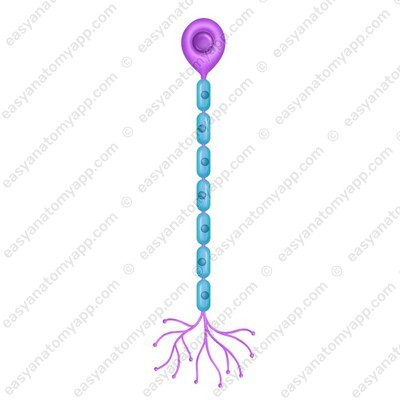 Unipolar neuron